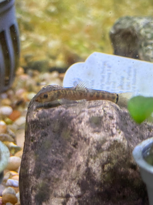 Crimson Loach /Schistura sp