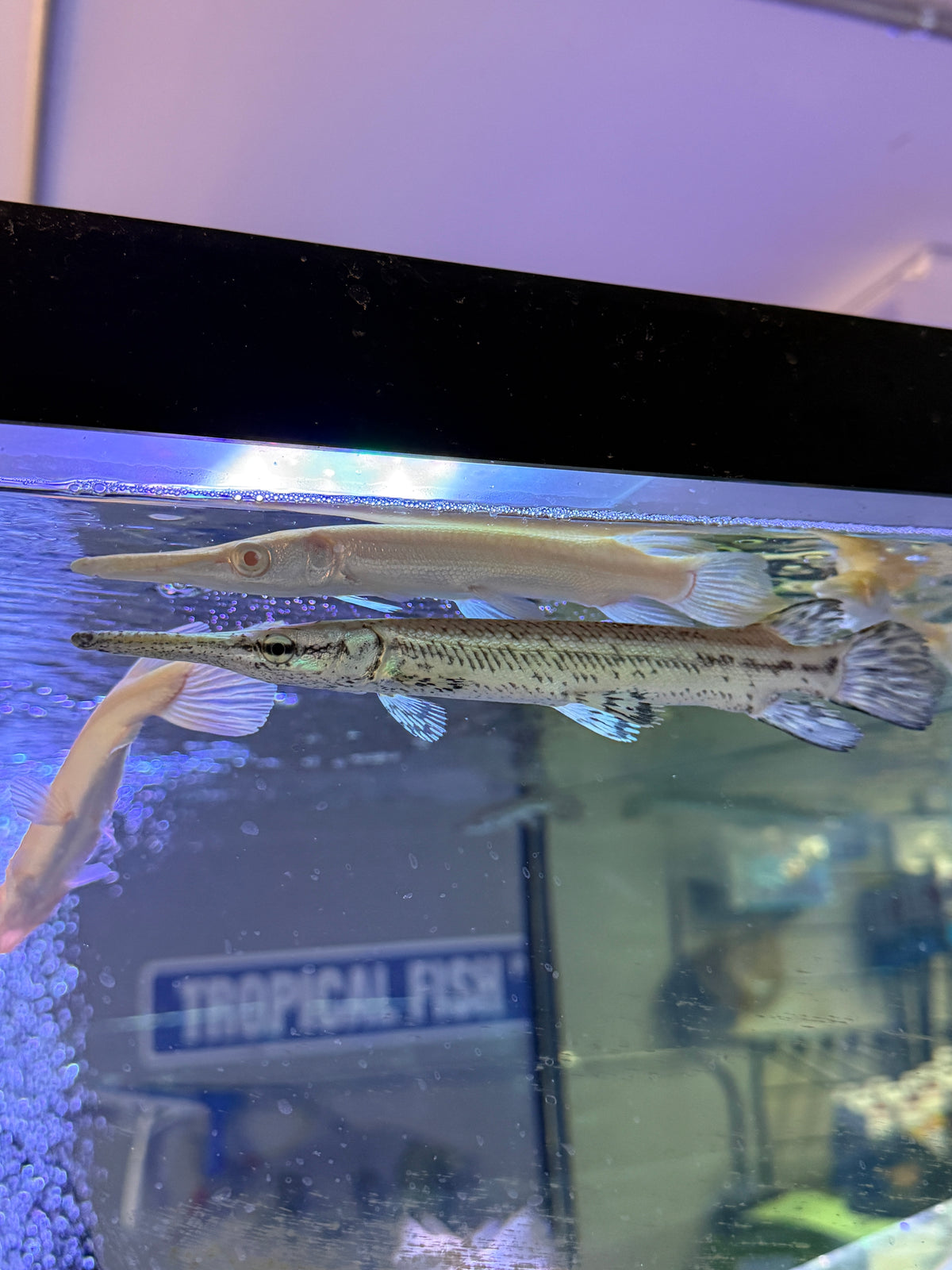 Cuban gar  Atractosteus tristoechus