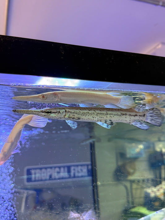 Cuban gar  Atractosteus tristoechus