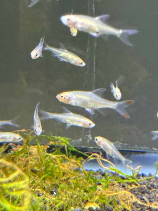 Rasbora Rummynose