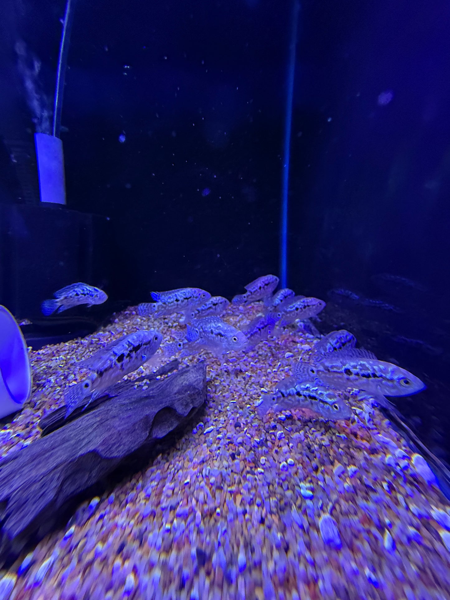 Electric Blue Jack Dempsey