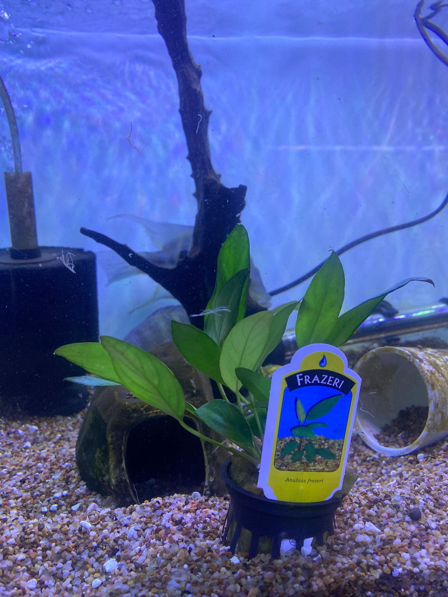 Potted Anubias Frazeri