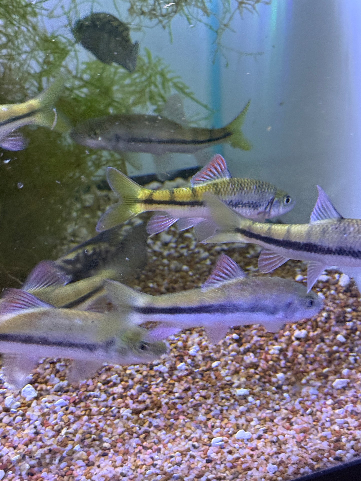 Acrossocheilus fasciatus Banded Acrossocheilus Railway Barb