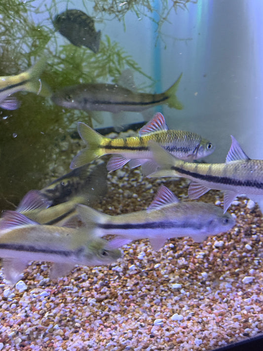 Acrossocheilus fasciatus Banded Acrossocheilus Railway Barb
