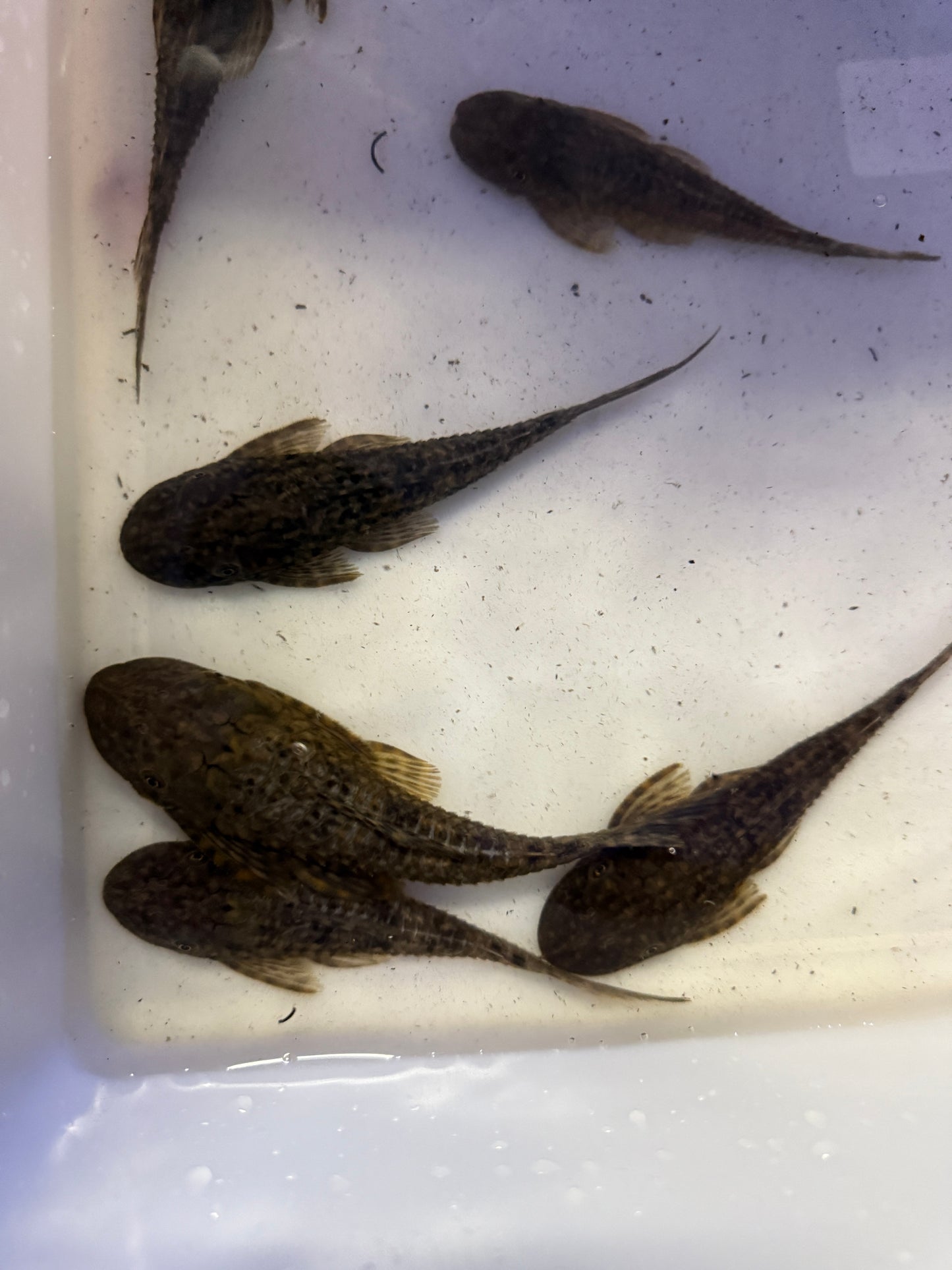 Dekeyseria amazonica  Amazon Flat Head Pleco