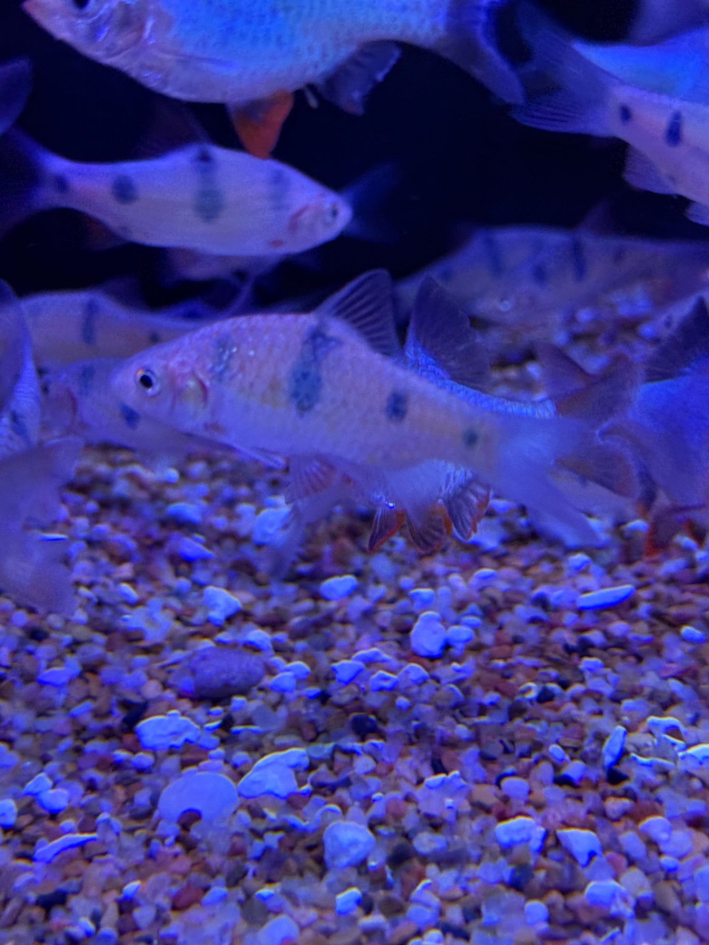 Clown Barb

Barbodes everetti