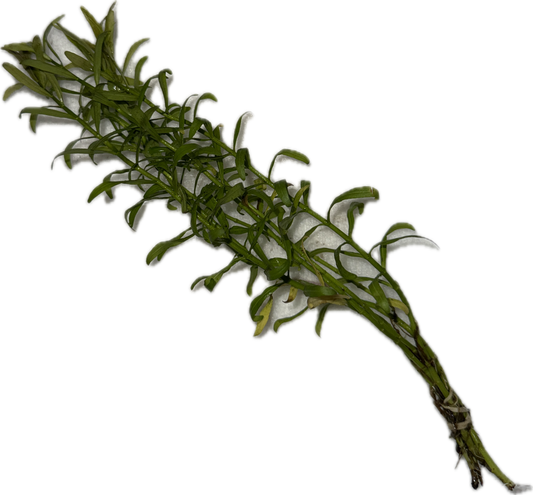 ROTALA RAMOSIOR 'RED CROSS' Plant