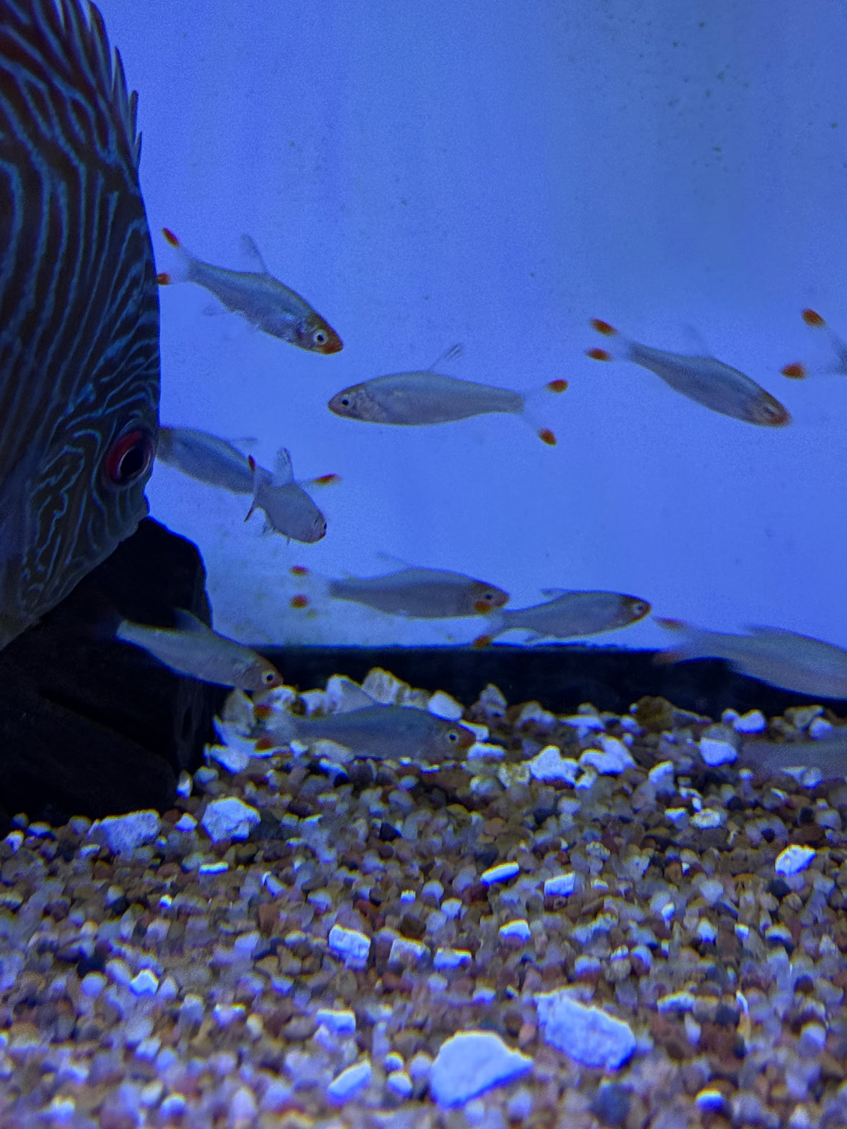 Rasbora Rummy nose (Sawbwa resplendens)