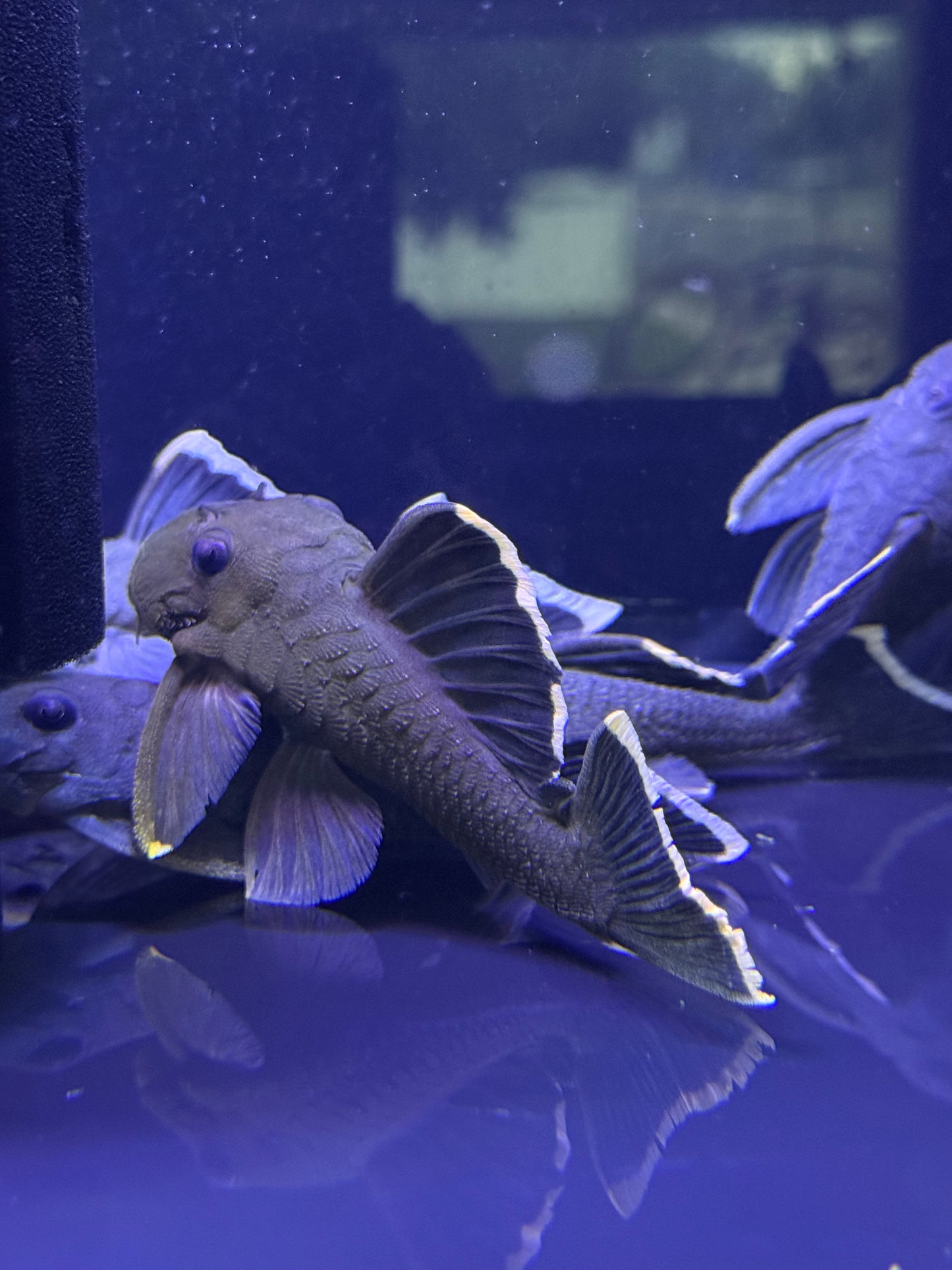 L047 Mango Pleco (Brayancistrus Chrysolomus)
