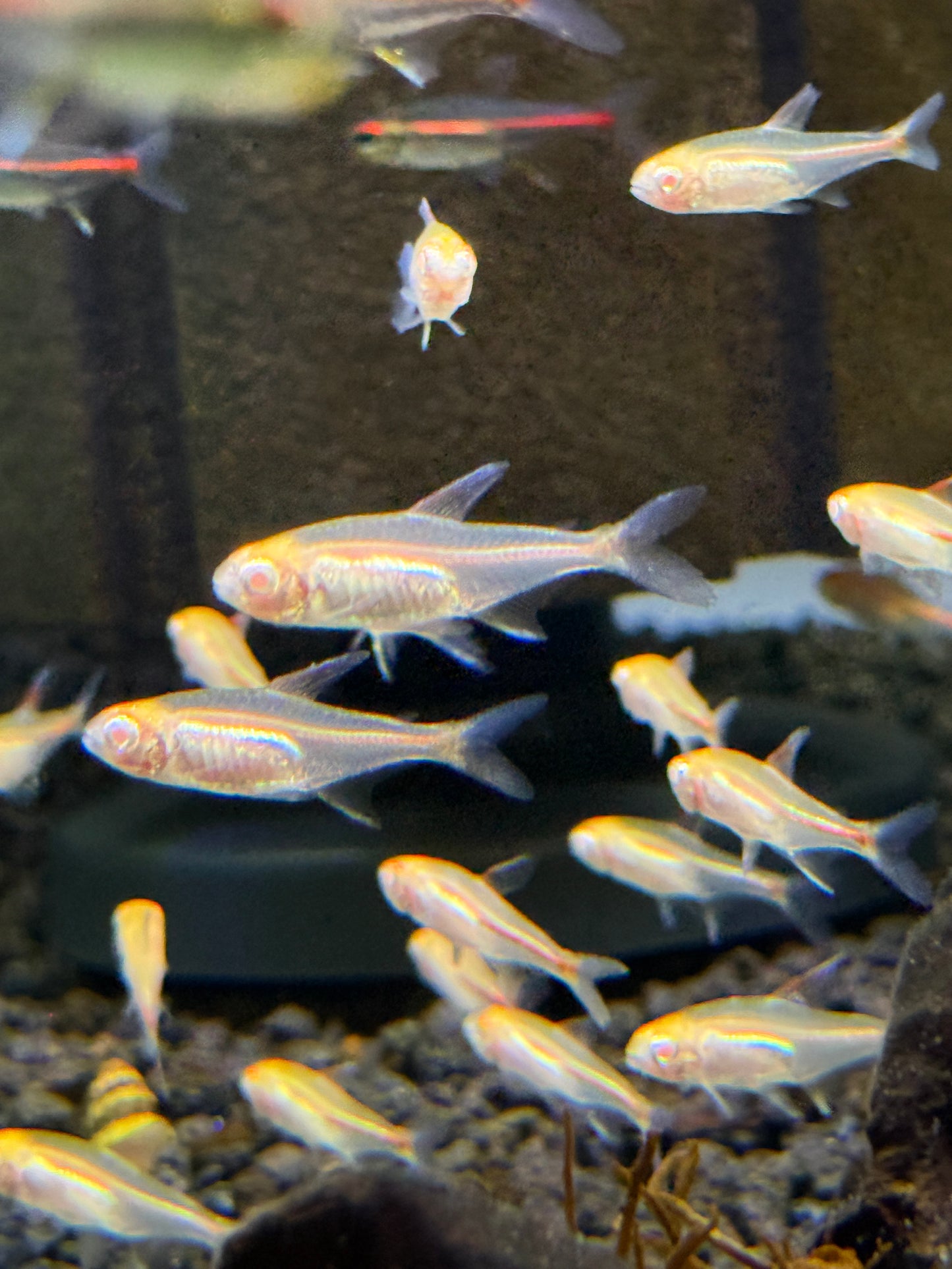 Albino Glowlight Tetra (Hemigrammus erythrozonus)