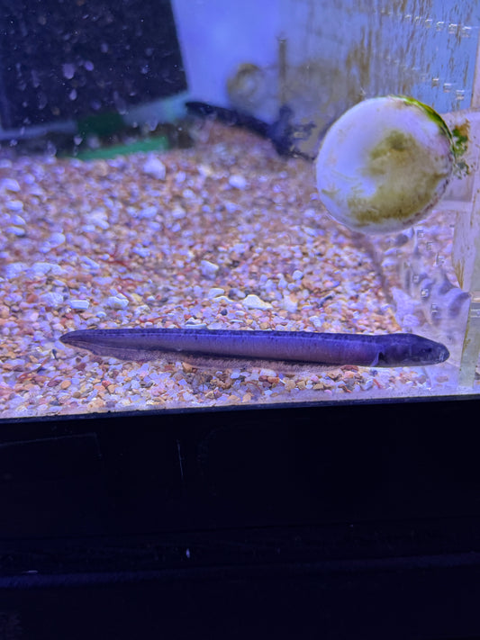 Electric eel (Electrophorus electricus)