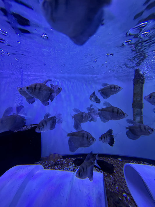 Black Skirt Hifin Tetra