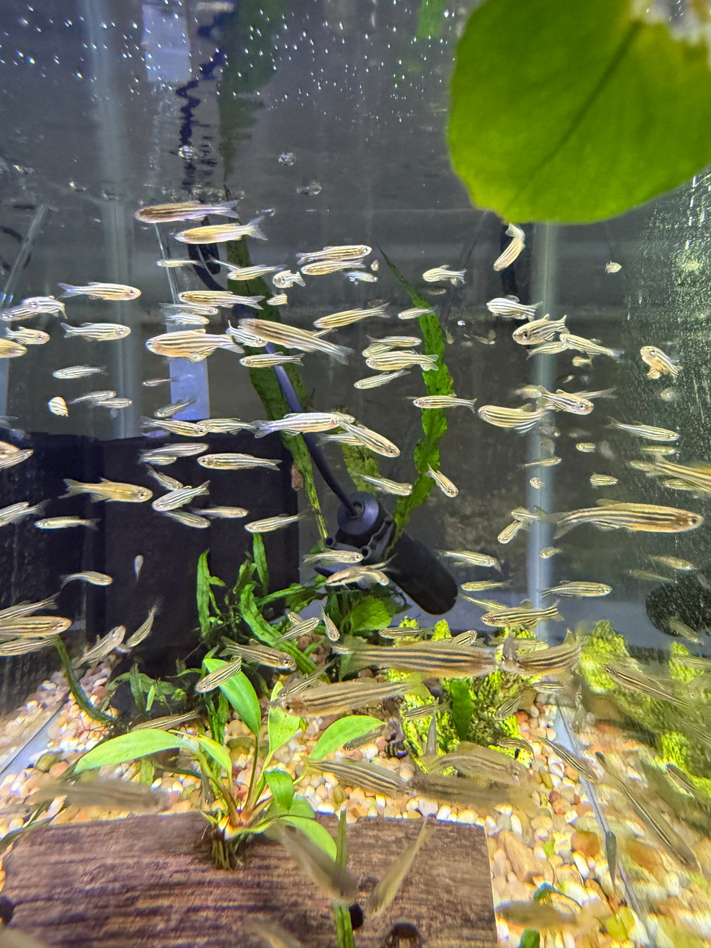 Killer Deal !!! Zebra fish Danio  (Danio rerio)