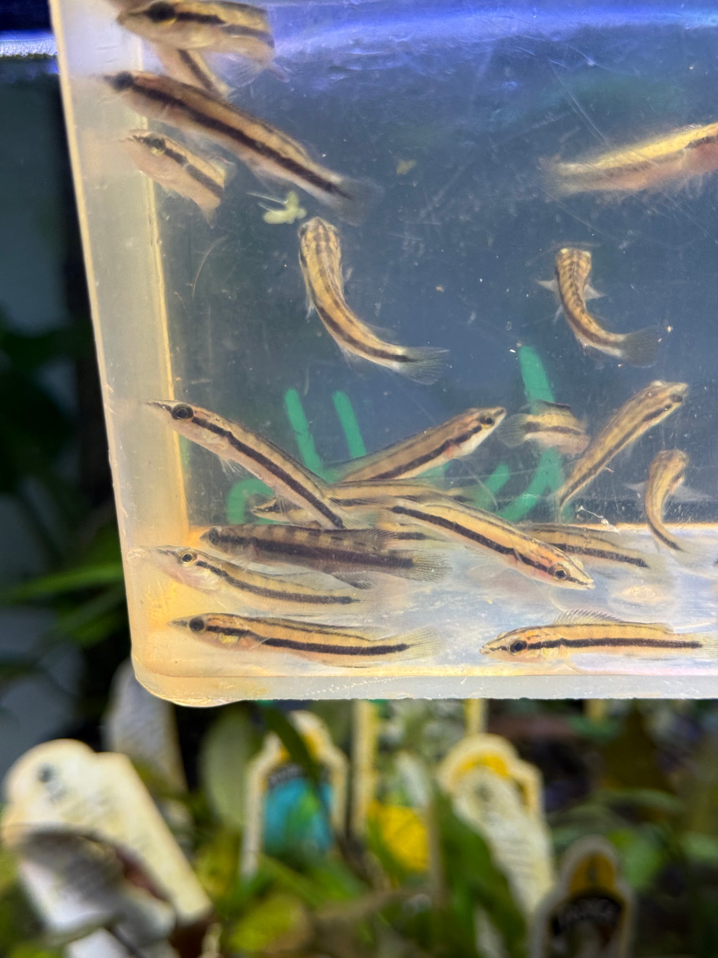 Crenicichla dandara Black Jacunda Pike Cichlid
