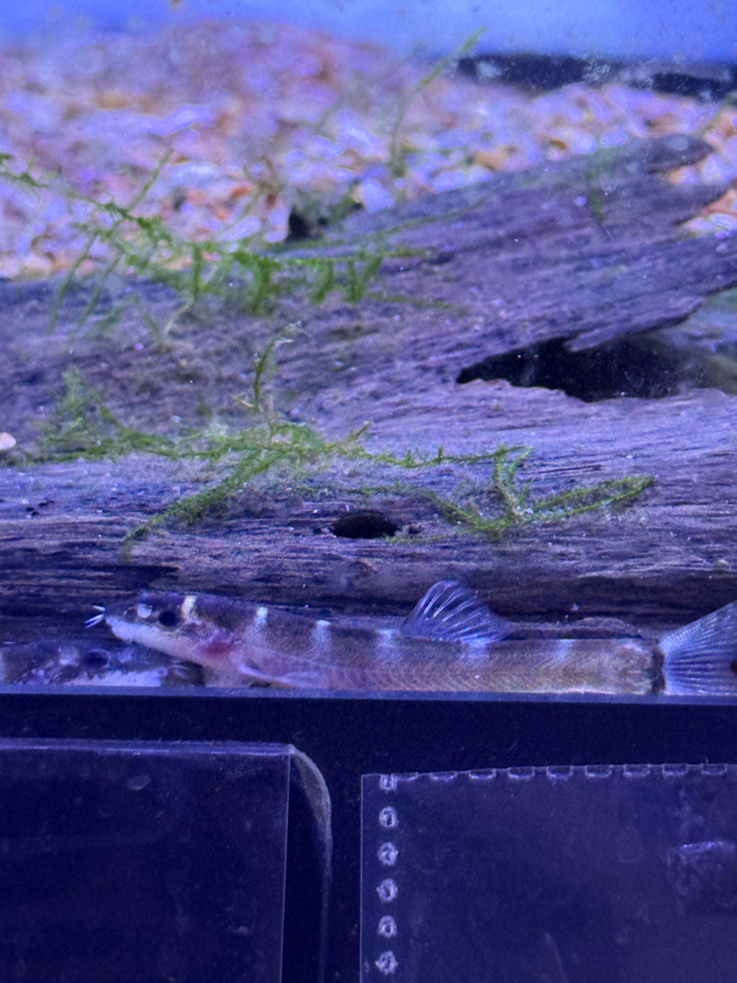 Leptobotia tchangi Changi spined loach