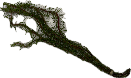 Rotala Wallichii Plant