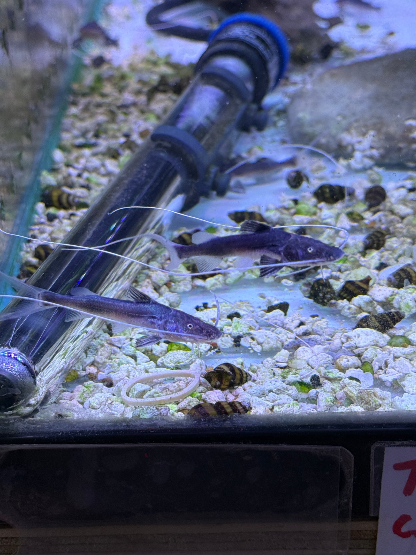 TRUE PIRAIBA CATFISH (BRACHYPLATYSTOMA FILAMENTOSUM)