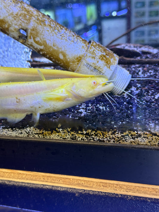 Albino Red Eye Chinese Wels Catfish (Silurus meridionalis)