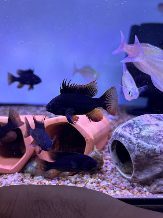 Black Knight Ram / Dark Knight  German Black Ram (Mikrogeophagus Ramirezi)