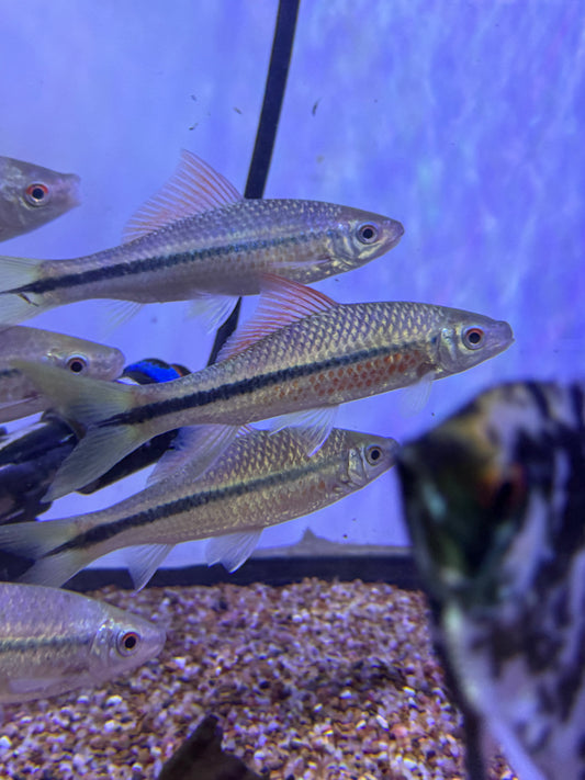 Rare ! Osteochilus flavicauda