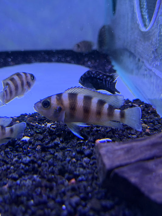 Neolamprologus sexfasciatus (Gold)