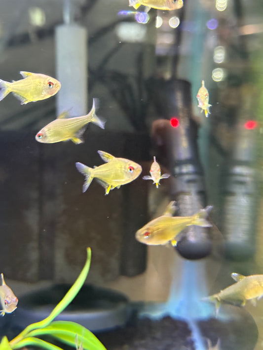 Lemon Tetra (Hyphessobrycon pulchripinnis)