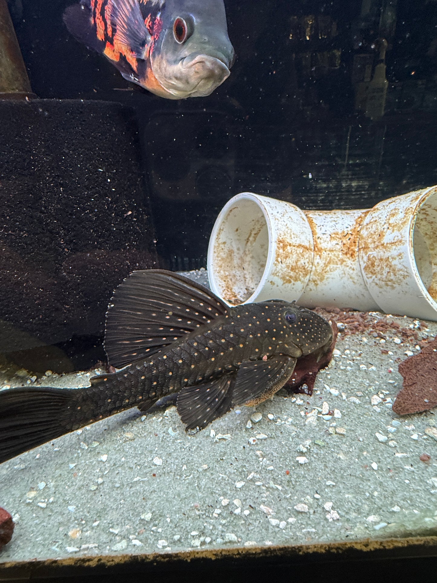 Luteus Pleco Phase 1 (Hypostomus Luteus)