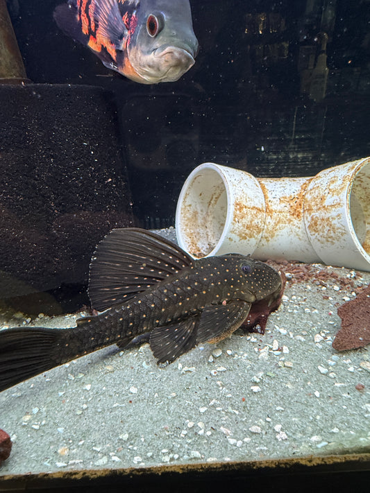 Luteus Pleco Phase 1 (Hypostomus Luteus)