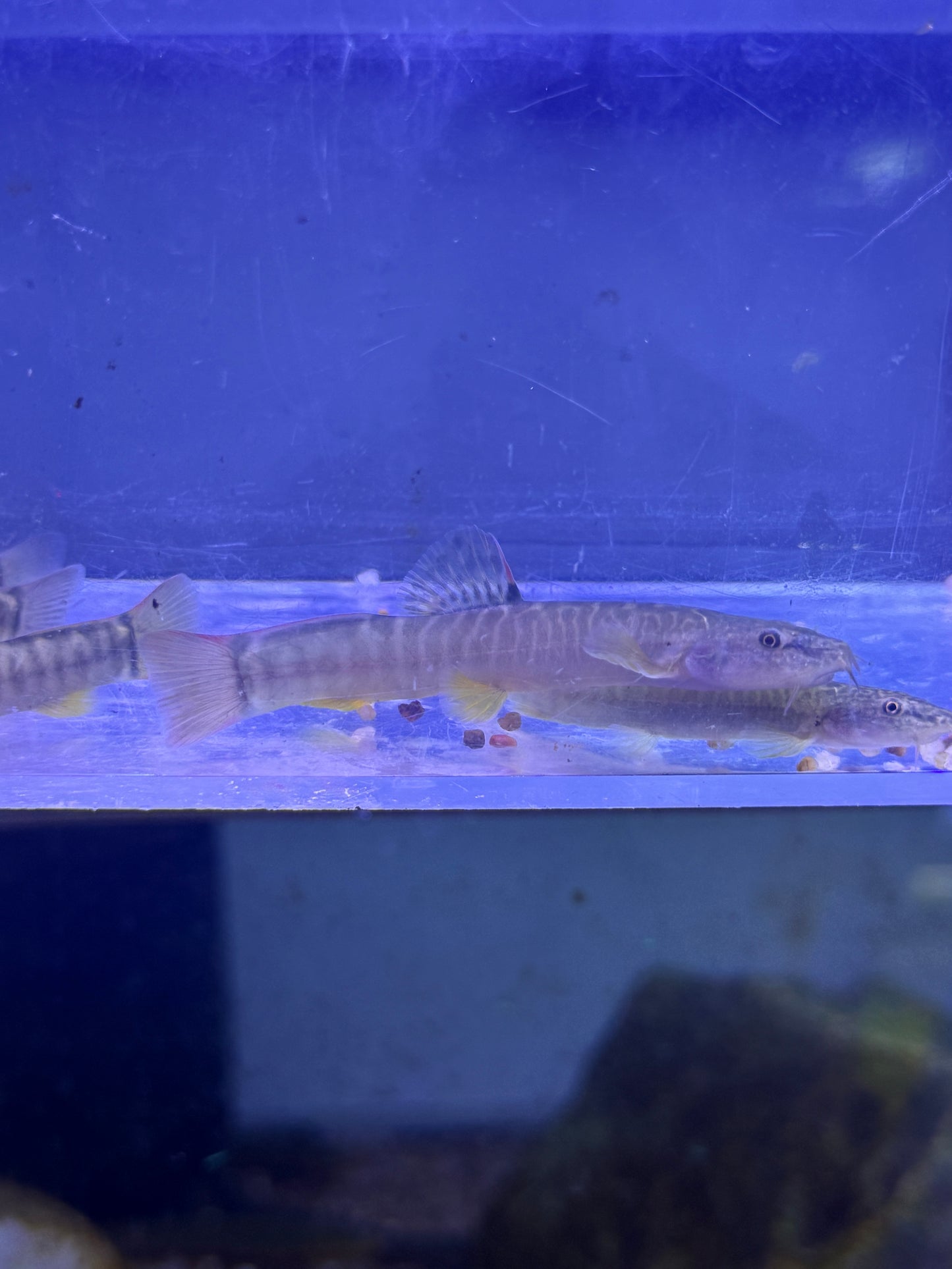 Rare ! Paracobitis potanini  Homatula potanini Red Tail Loach