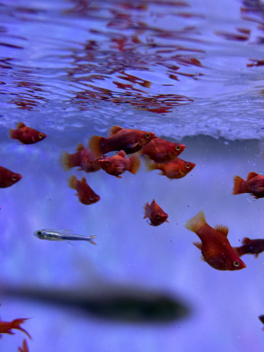 Super red balloon Platy