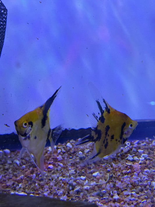 Red Devil Koi Angelfish Pterophyllum scalare