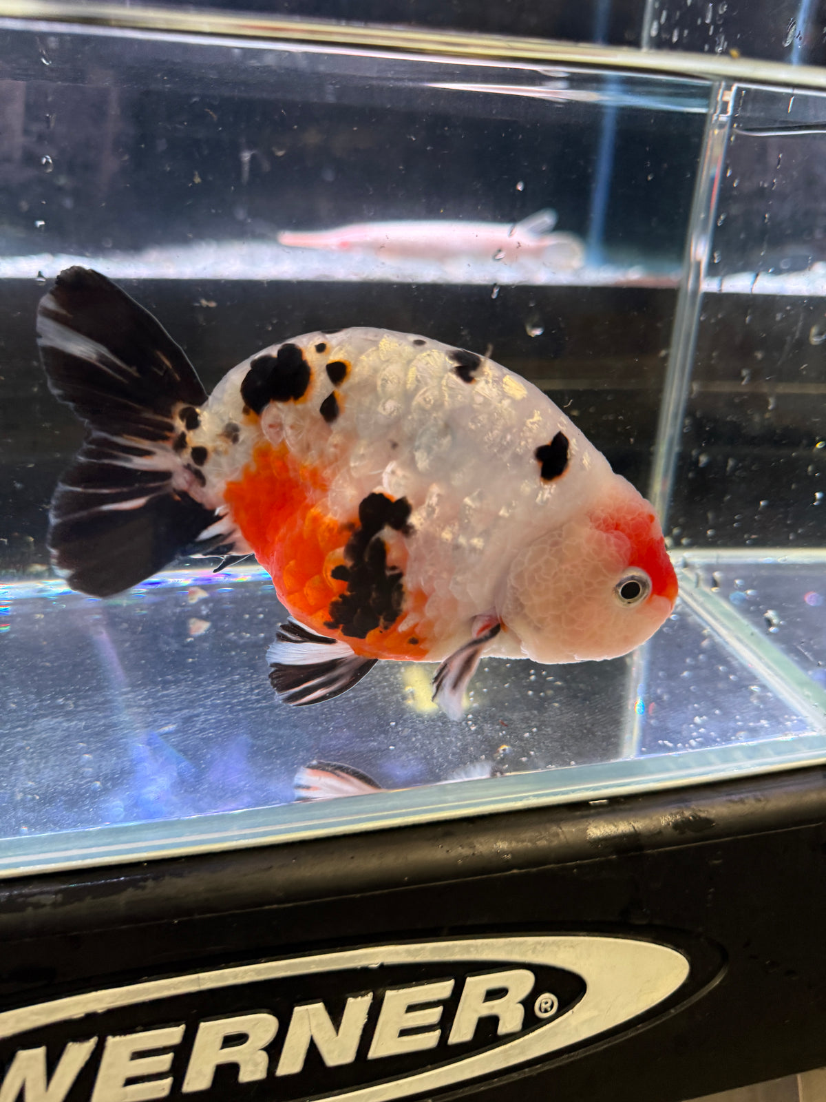 AAA Grade Live Chinese Milk Cow Ranchu