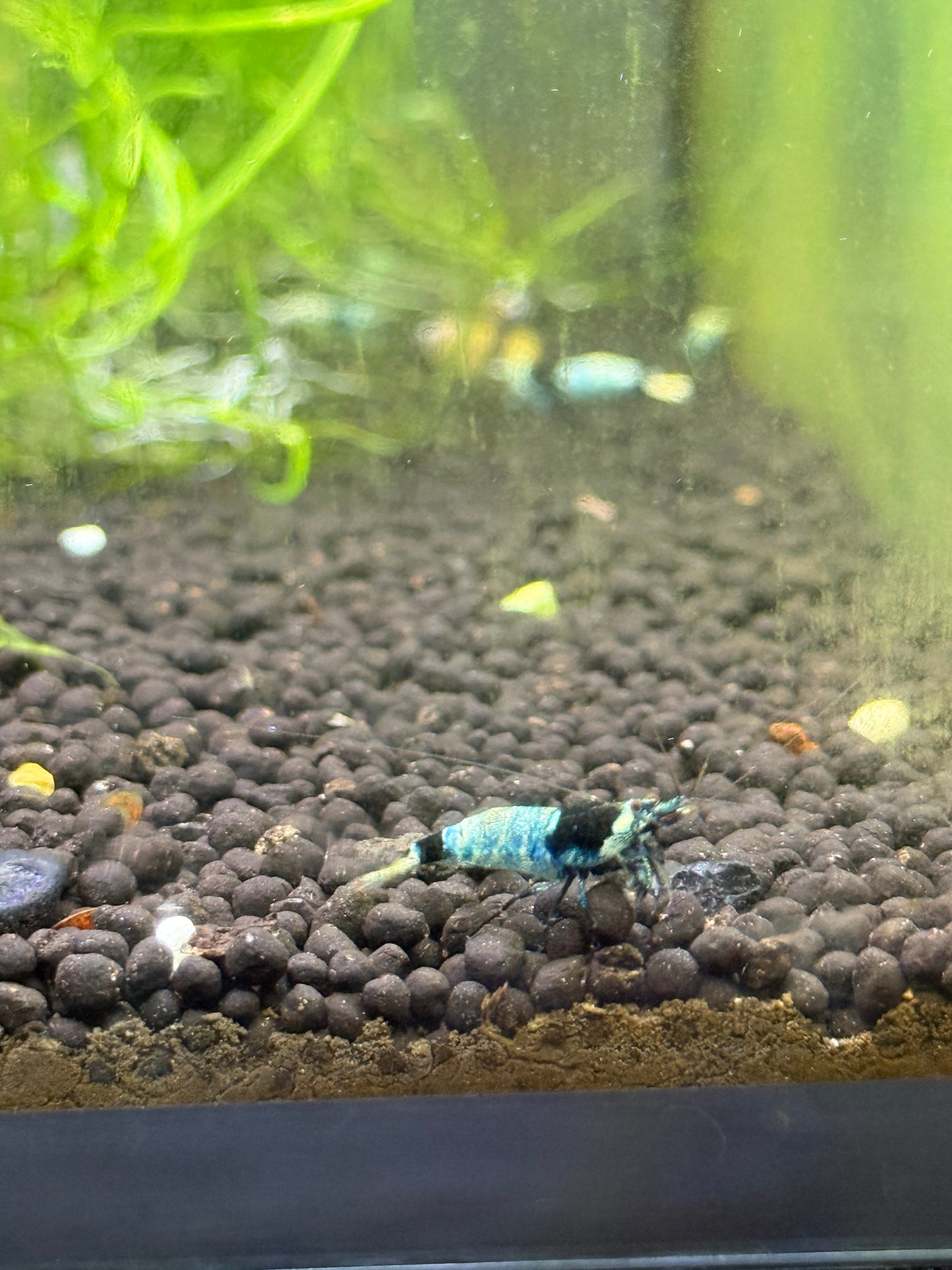 Shadow Black King Kong Caridina cantonensis