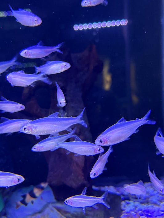 Golden Rummy-nose tetra (Hemigrammus rhodostomus)o