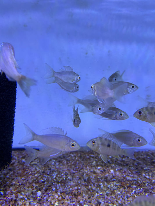 Aulonocranus dewindti