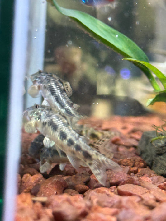 Aspidoras raimundi, Ceara Bulldog Cory