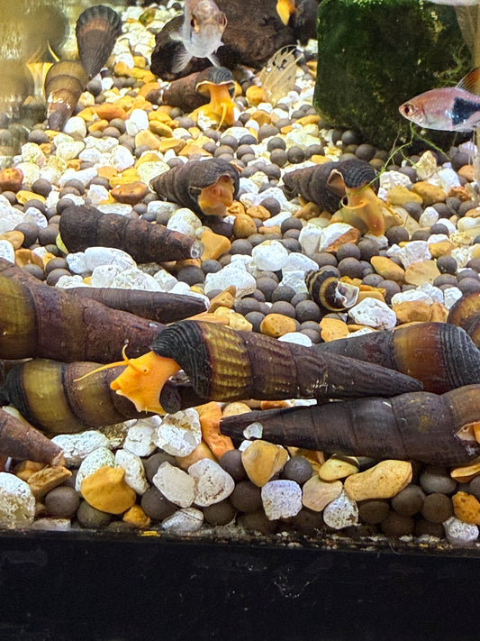 Yellow rabbit snails (Tylomelania sp.)