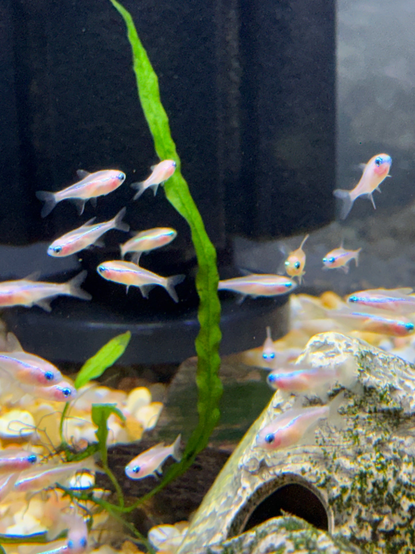Gold Neon Tetra (Paracheirodon innesi)