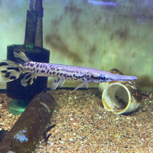 Aligator Gar