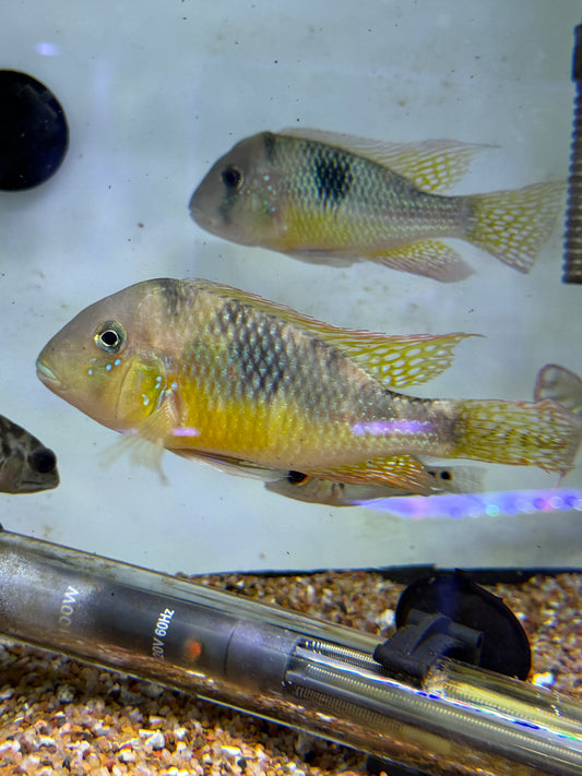 RAINBOW HUMPHEAD GEOPHAGUS CICHLID (GYMNOGEOPHAGUS LIPOKARENOS)