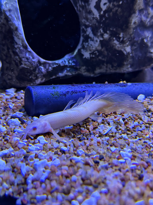 Long Fin Albino  Polypterus Senegal￼