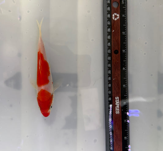 Kohaku Koi Chinese premium imported