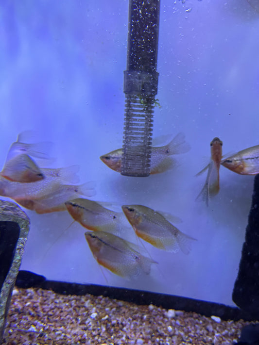 Pearl Gourami (Trichopodus leerii)
