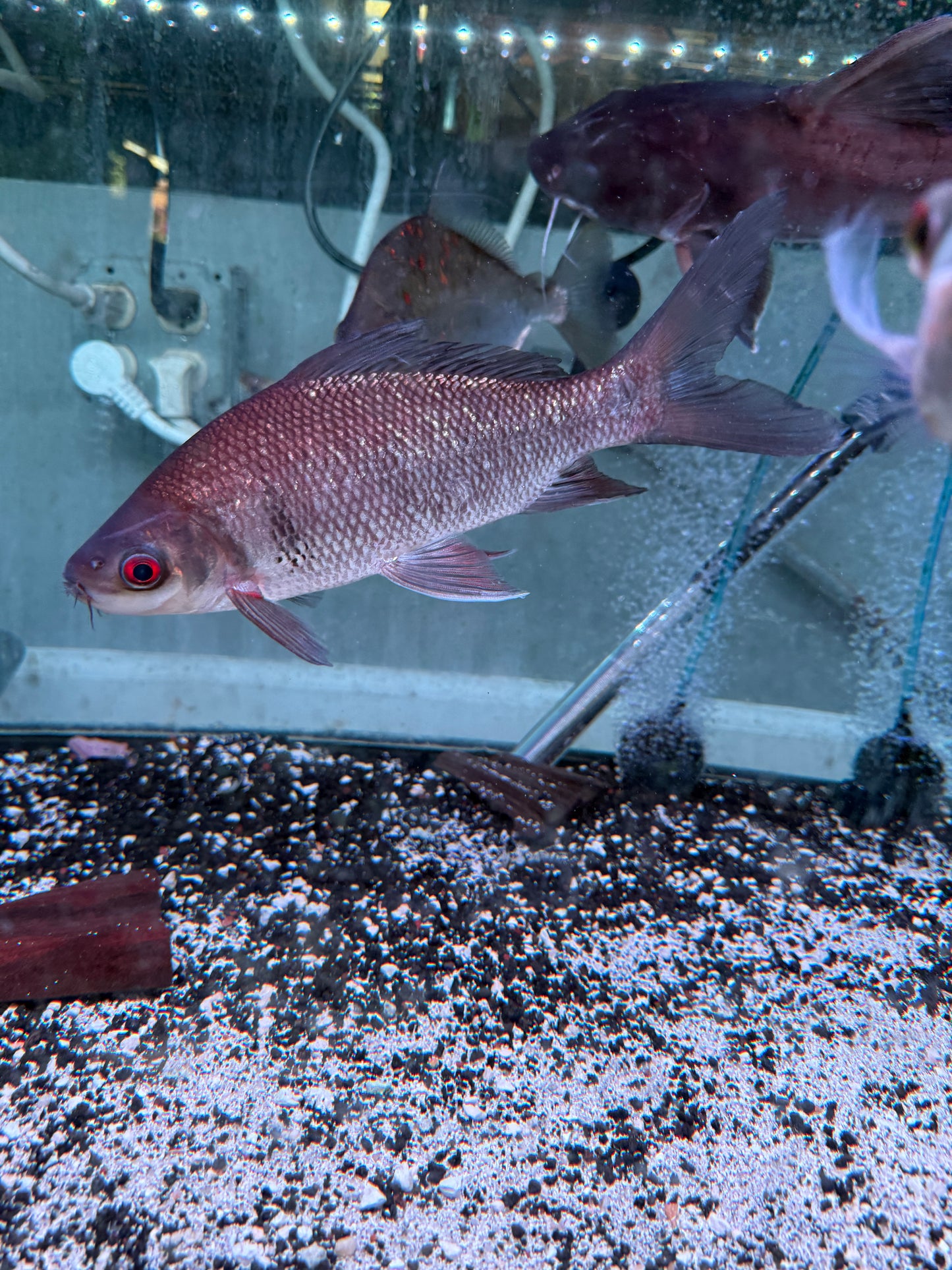 Super Rare Show size Osteochilus kelabau