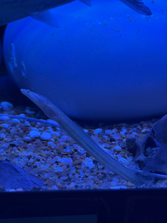 Super Rare Lamnostoma mindora Snake Eel