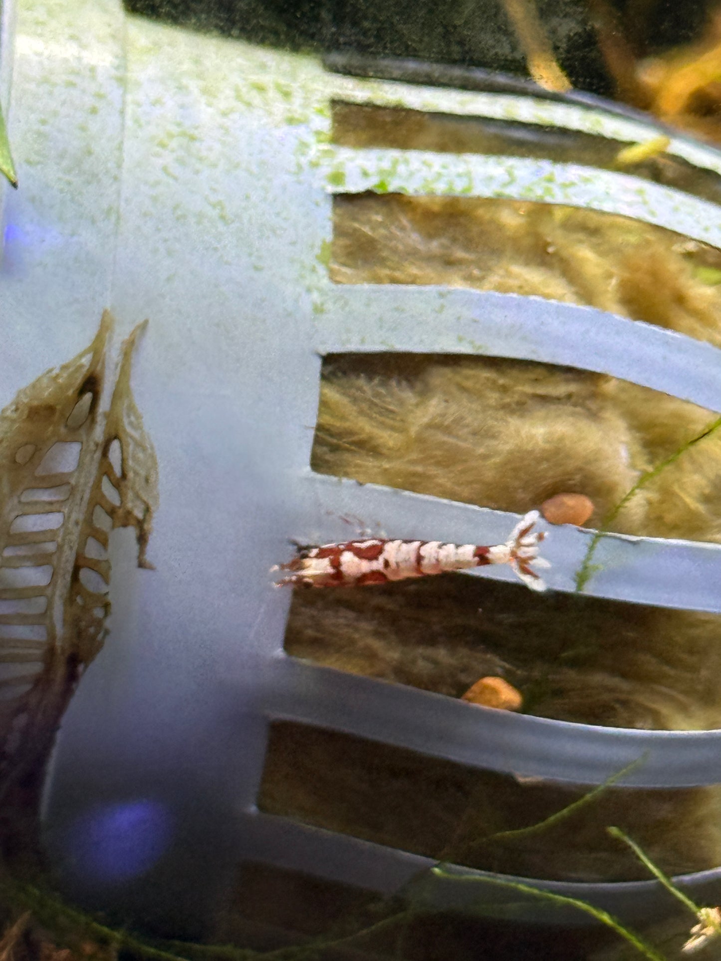 Red Fancy Tiger Shrimp Caridina