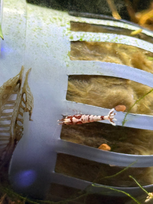 Red Fancy Tiger Shrimp Caridina