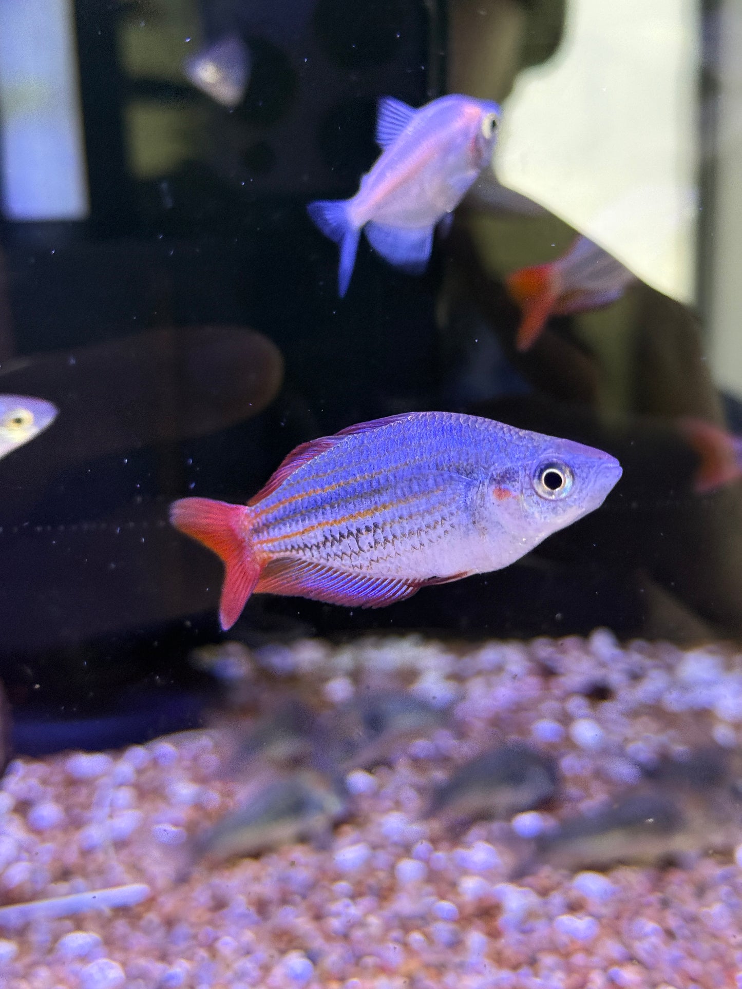 Melanotaenia splendida
Deepwater Creek Rainbowfish