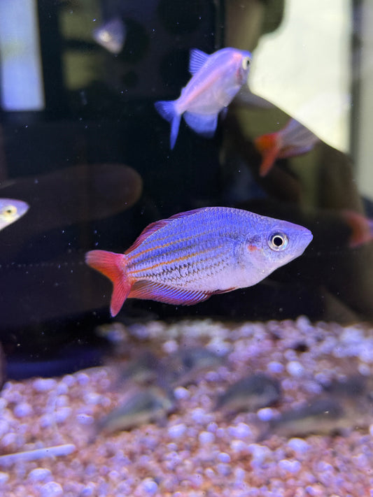 Melanotaenia splendida
Deepwater Creek Rainbowfish
