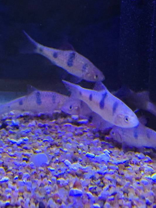 Clown Barb

Barbodes everetti